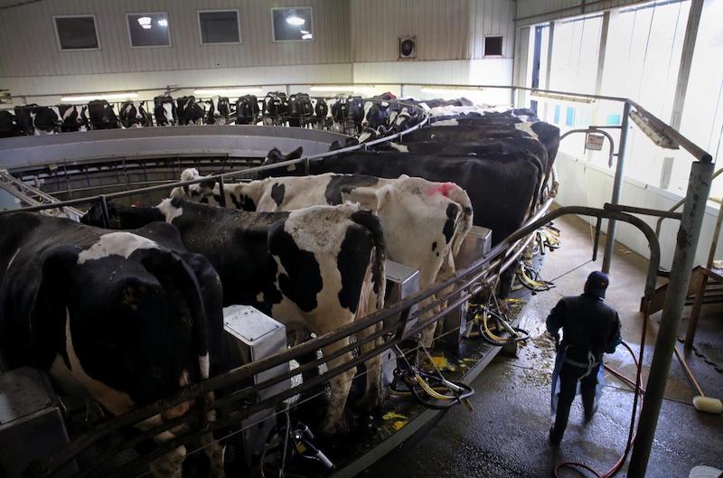 New Eastern New Mexico Dairy Farm