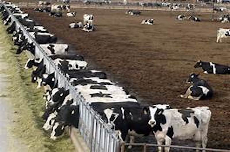 New Eastern New Mexico Dairy Farm