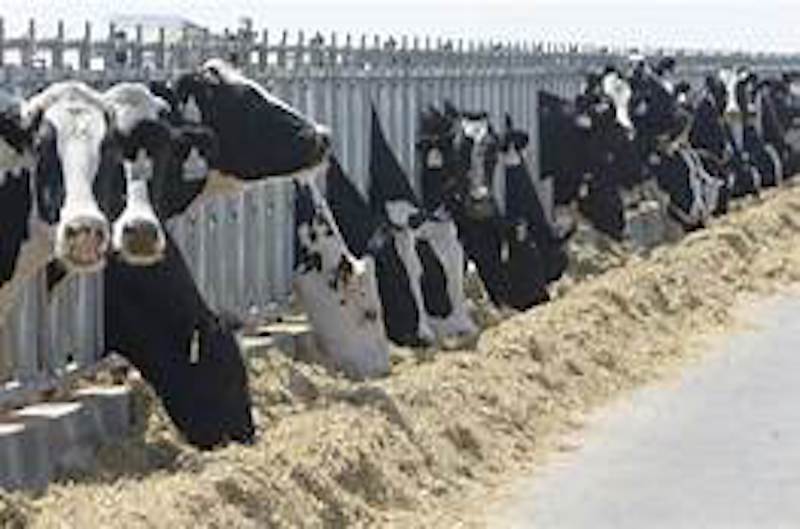 New Eastern New Mexico Dairy Farm